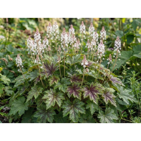 Tiarella Sugar and Spice