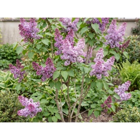 Syringa vulgaris