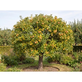 Malus domestica Coxs Orange Pippin