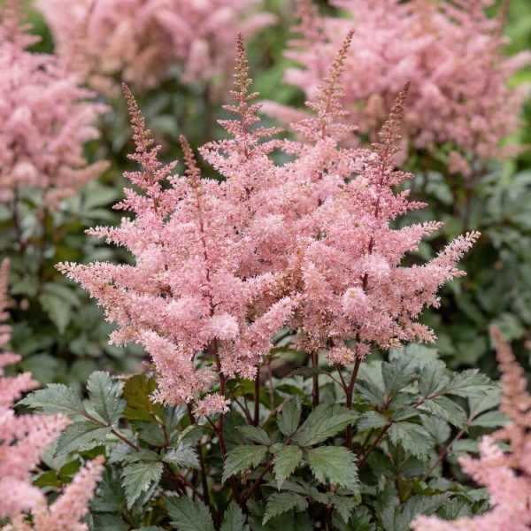 Astilbe Delft Lace