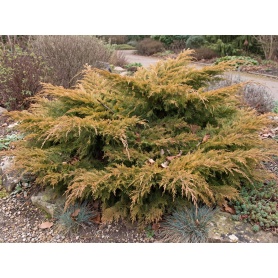 Juniperus pfitzeriana Old Gold