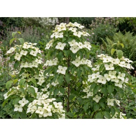 Cornus kousa var. chinensis Claudia