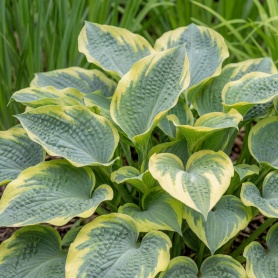 Hosta Frances Williams