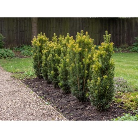 Taxus media Stonehenge Skinny Yew