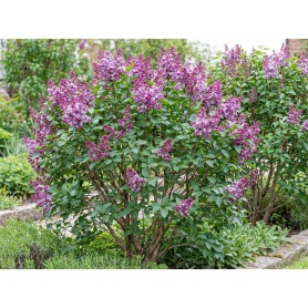 Syringa SMSJBP7