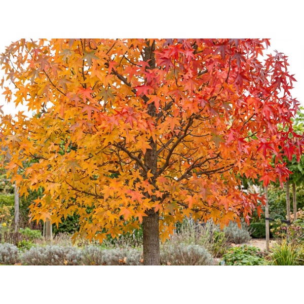 Liquidambar styraciflua