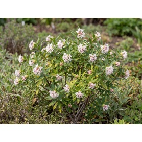 Daphne transatlantica Blafra