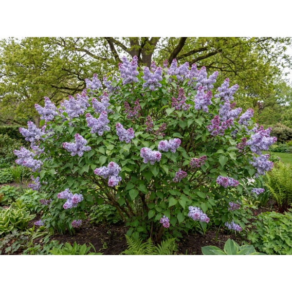 Syringa vulgaris Président Grévy