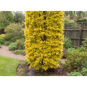 Fagus sylvatica Dawyck Gold