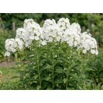 Phlox paniculata David
