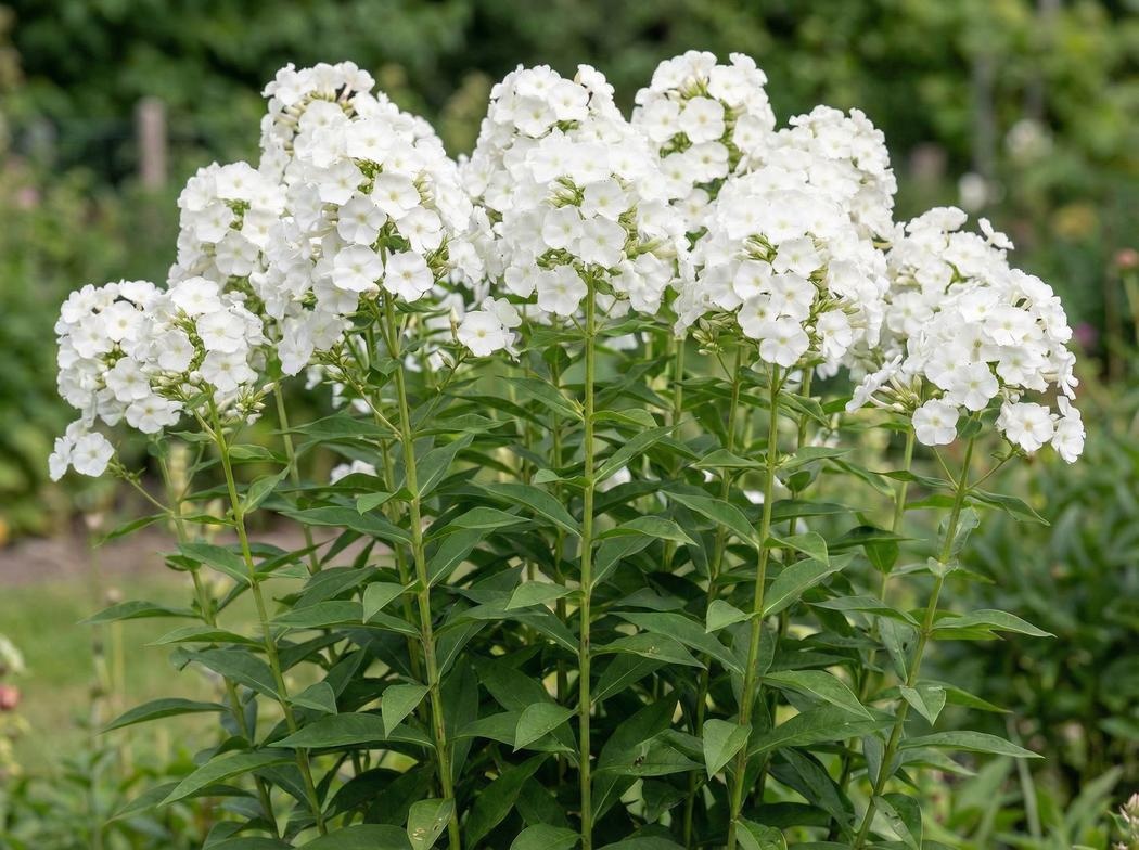 Phlox paniculata David