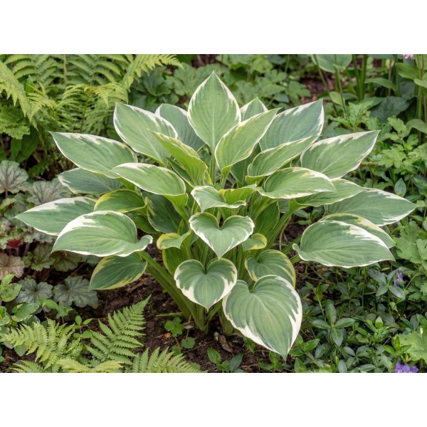 Hosta Francee