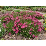 Phlox subulata Scarlet Flame