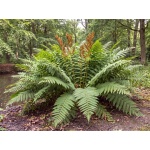 Osmunda regalis