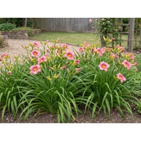 Hemerocallis Wineberry Candy