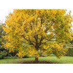 Acer campestre