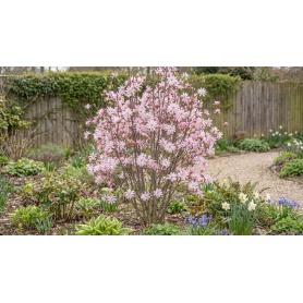 Magnolia loebneri Leonard Messel