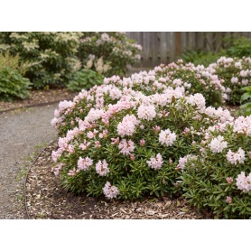 Rhododendron Microhirs3