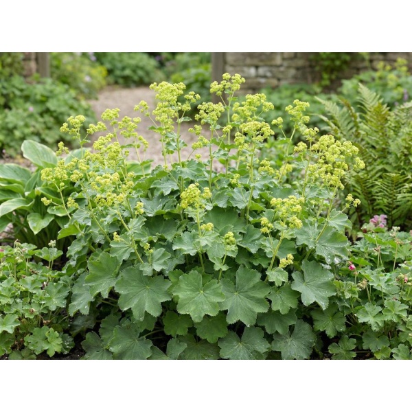 9442e8ae0c00_1050.jpg Alchemilla mollis
