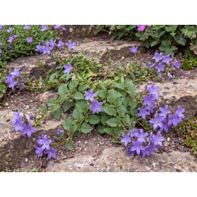Campanula poscharskyana Blue Waterfall Camgood