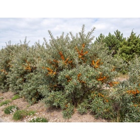 Hippophae rhamnoides Friesdorfer Orange