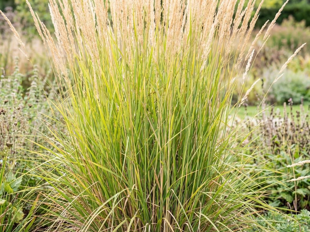 Calamagrostis acutiflora Karl Foerster