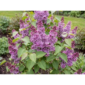Syringa vulgaris 'Sensation'