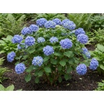 Hydrangea macrophylla 'SMHMES14'
