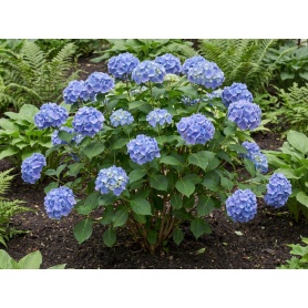Hydrangea macrophylla 'SMHMES14'