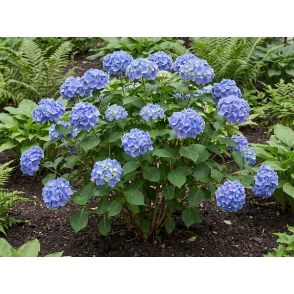 Hydrangea macrophylla 'SMHMES14'