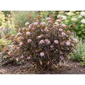 Physocarpus opulifolius SMPOTW