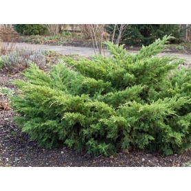 Juniperus pfitzeriana Mint Julep