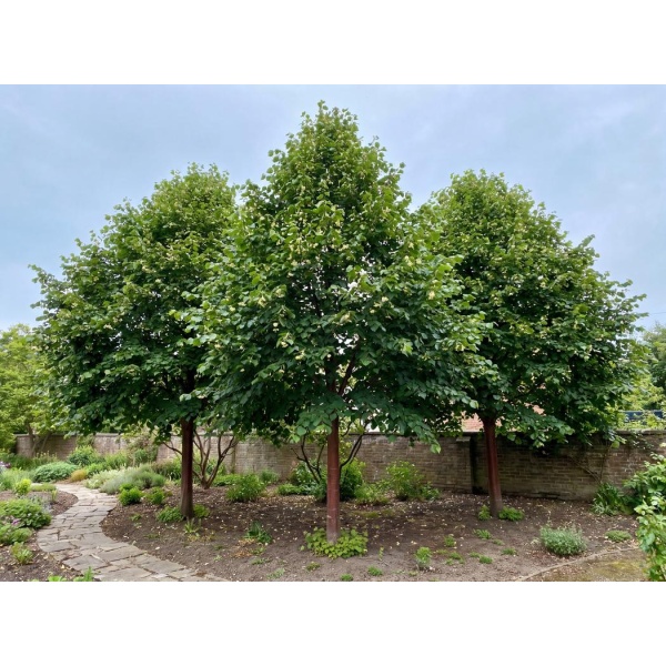 Tilia cordata Corzam