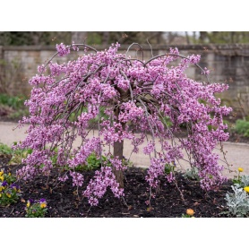 Cercis canadensis Cascading Hearts