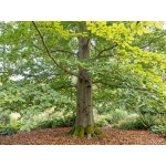 Fagus sylvatica
