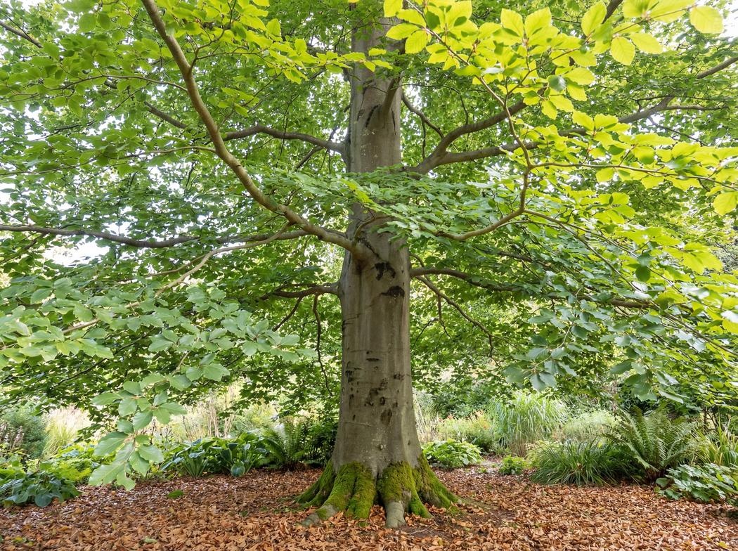Fagus sylvatica
