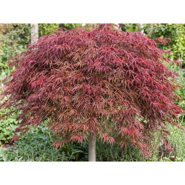 Acer palmatum Crimson Queen