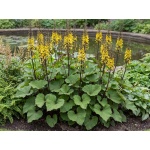Ligularia The Rocket
