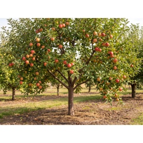 Malus domestica Royal Gala
