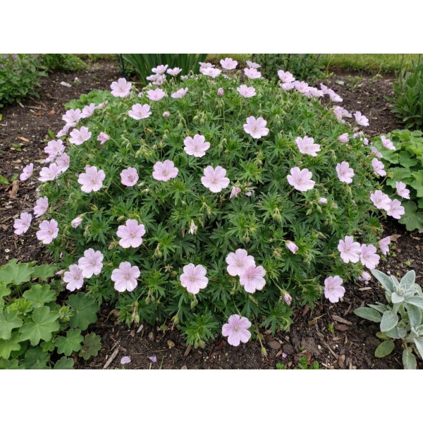 Geranium sanguineum var. striatum