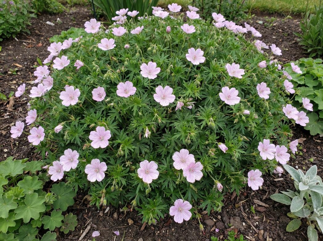 Geranium sanguineum var. striatum