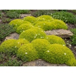 Sagina subulata var. glabrata Aurea