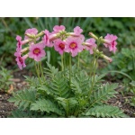 Incarvillea delavayi