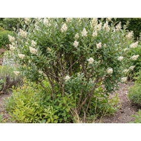 Ligustrum vulgare