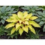 Hosta Fire Island