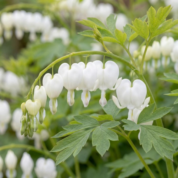 Lamprocapnos spectabilis Alba