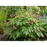 Epimedium rubrum
