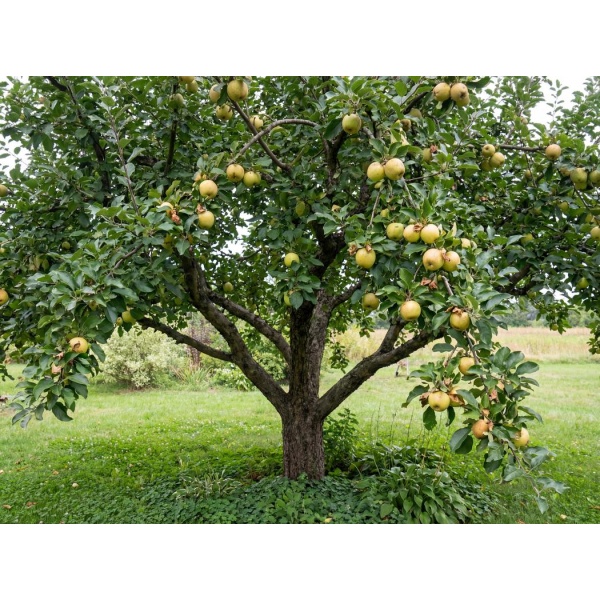 Malus domestica Antonovka