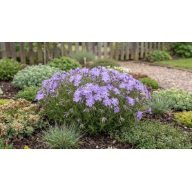 Phlox Violet Pinwheels