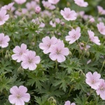 Geranium sanguineum var. striatum